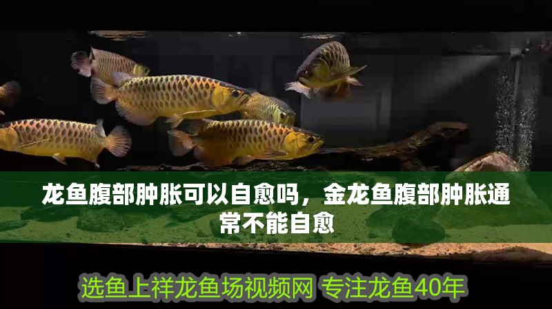 龍魚腹部腫脹可以自愈嗎，金龍魚腹部腫脹通常不能自愈