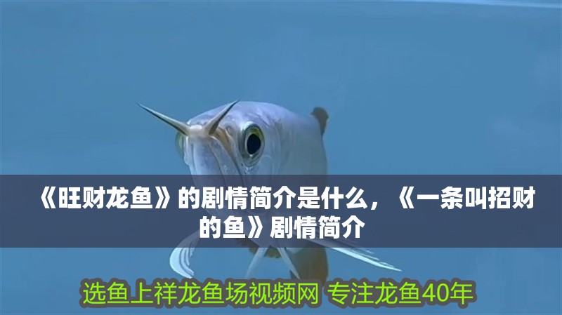 《旺財龍魚》的劇情簡介是什么，《一條叫招財?shù)聂~》劇情簡介