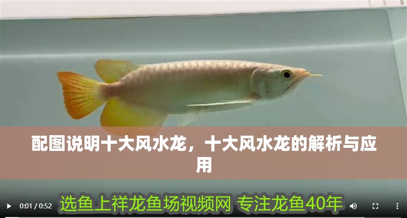 配圖說明十大風水龍，十大風水龍的解析與應用 配圖說明十大風水龍，十大風水龍的解析與應用 龍魚百科