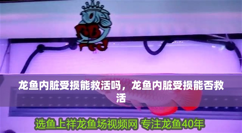 龍魚內臟受損能救活嗎，龍魚內臟受損能否救活