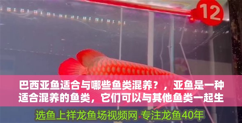 巴西亞魚適合與哪些魚類混養(yǎng)？，亞魚是一種適合混養(yǎng)的魚類，它們可以與其他魚類一起生活 巴西亞魚適合與哪些魚類混養(yǎng)？，亞魚是一種適合混養(yǎng)的魚類，它們可以與其他魚類一起生活 龍魚百科