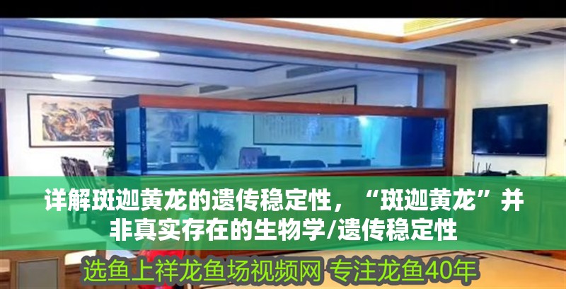 詳解斑迦黃龍的遺傳穩定性，“斑迦黃龍”并非真實存在的生物學/遺傳穩定性
