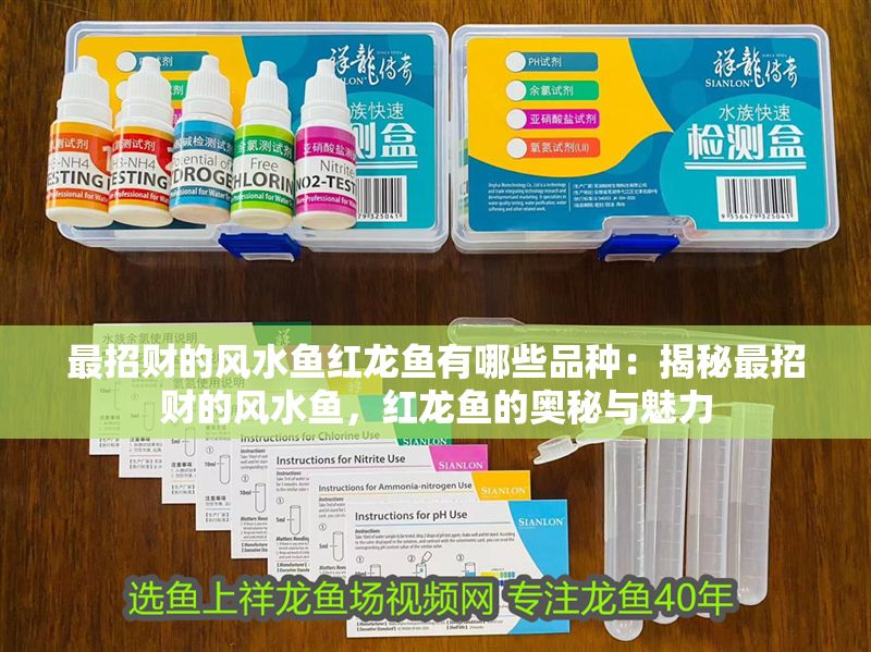 最招財(cái)?shù)娘L(fēng)水魚(yú)紅龍魚(yú)有哪些品種：揭秘最招財(cái)?shù)娘L(fēng)水魚(yú)，紅龍魚(yú)的奧秘與魅力