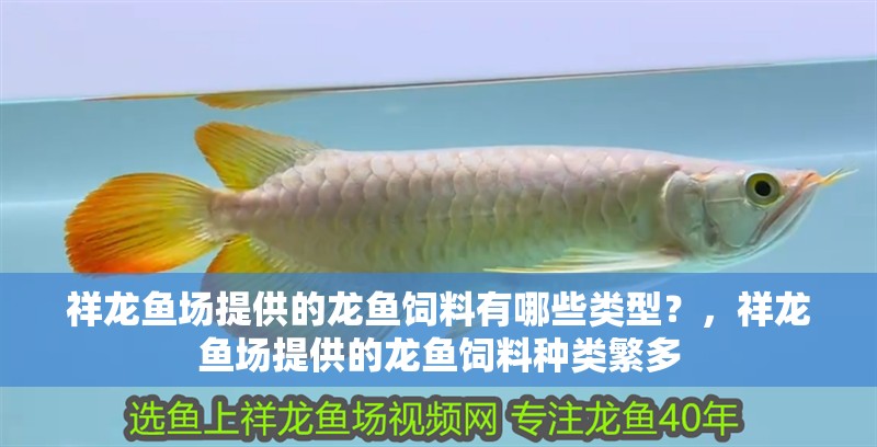 祥龍魚場提供的龍魚飼料有哪些類型？，祥龍魚場提供的龍魚飼料種類繁多