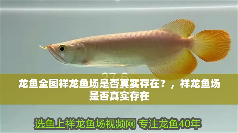 龍魚全圖祥龍魚場是否真實存在？，祥龍魚場是否真實存在 龍魚全圖祥龍魚場是否真實存在？，祥龍魚場是否真實存在 龍魚百科