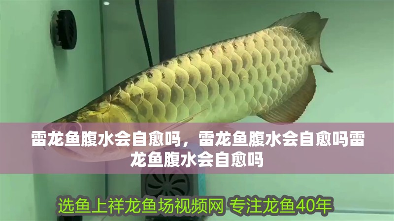 雷龍魚腹水會自愈嗎，雷龍魚腹水會自愈嗎雷龍魚腹水會自愈嗎 雷龍魚腹水會自愈嗎，雷龍魚腹水會自愈嗎雷龍魚腹水會自愈嗎 龍魚百科