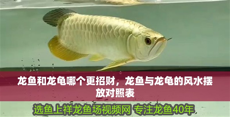 龍魚干蝦有營養嗎 龍魚和龍龜哪個更招財,龍魚與龍龜的風水擺放對照表 龍魚百科 龍魚和龍龜哪個更招財,龍魚與龍龜的風水擺放對照表 龍魚和龍龜哪個更招財,龍魚與龍龜的風水擺放對照表 龍魚百科