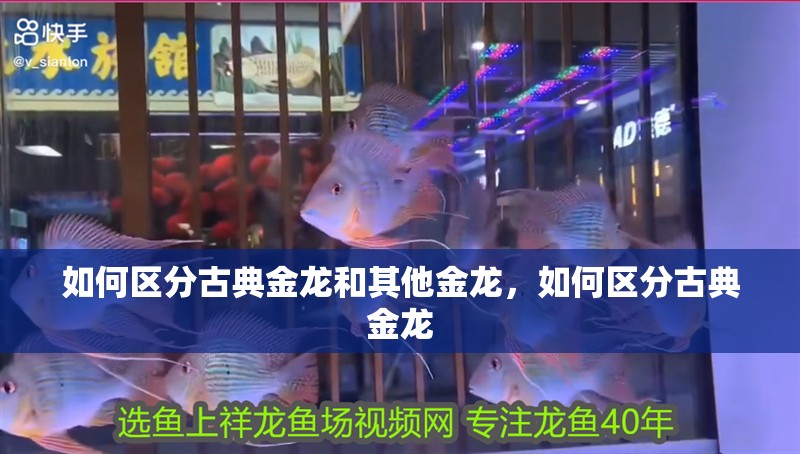 如何區分古典金龍和其他金龍，如何區分古典金龍