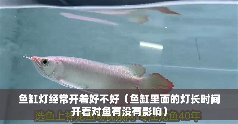 魚缸燈經常開著好不好（魚缸里面的燈長時間開著對魚有沒有影響）