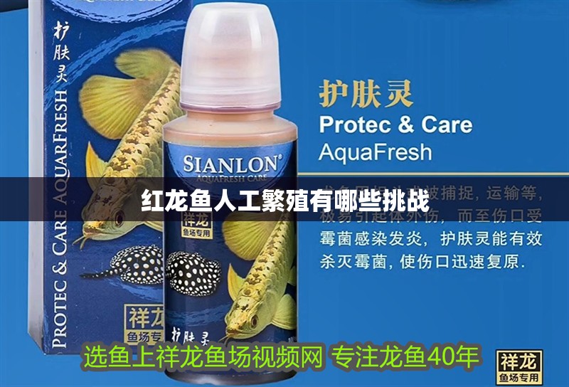 紅龍魚人工繁殖有哪些挑戰