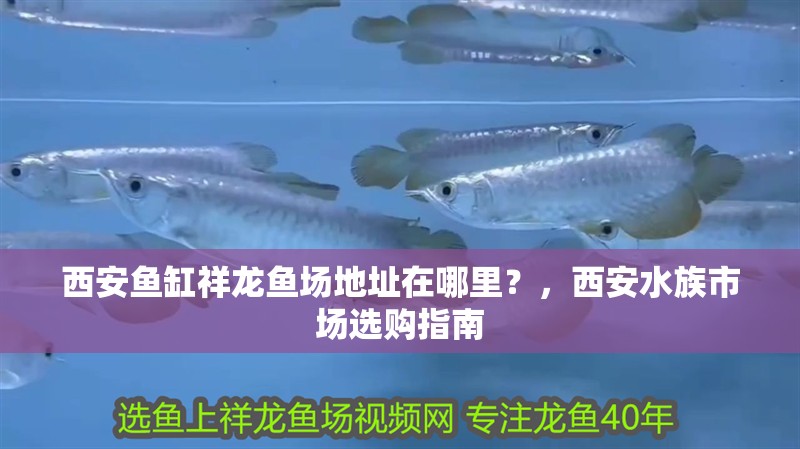 西安魚缸祥龍魚場地址在哪里？，西安水族市場選購指南 西安魚缸祥龍魚場地址在哪里？，西安水族市場選購指南 龍魚百科