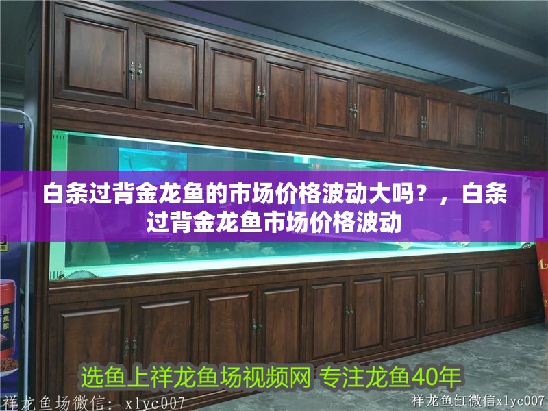 白條過背金龍魚的市場價格波動大嗎？，白條過背金龍魚市場價格波動 白條過背金龍魚的市場價格波動大嗎？，白條過背金龍魚市場價格波動 龍魚百科