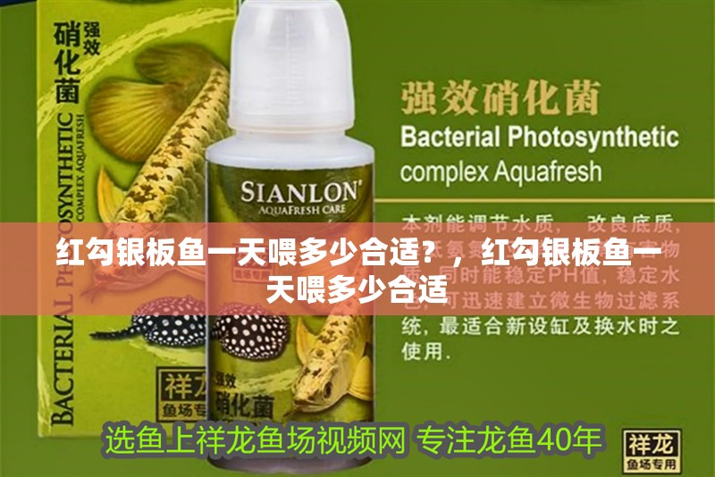 龍魚怕什么 紅勾銀板魚一天喂多少合適?,紅勾銀板魚一天喂多少合適 龍魚百科 紅勾銀板魚一天喂多少合適?,紅勾銀板魚一天喂多少合適 紅勾銀板魚一天喂多少合適?,紅勾銀板魚一天喂多少合適 龍魚百科