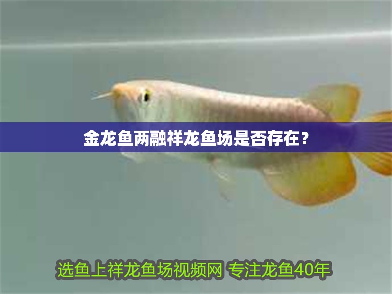 金龍魚兩融祥龍魚場(chǎng)是否存在？