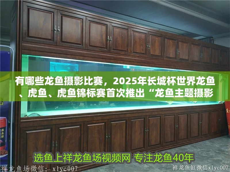 有哪些龍魚攝影比賽，2025年長城杯世界龍魚、虎魚、虎魚錦標賽首次推出“龍魚主題攝影大賽”