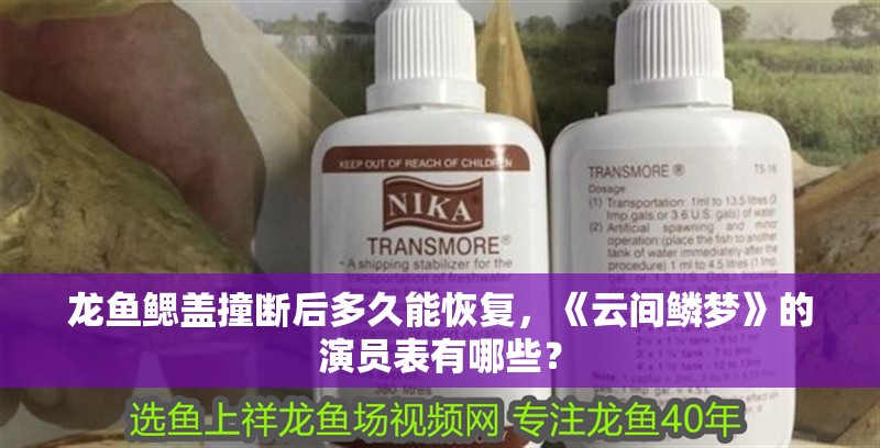 龍魚鰓蓋撞斷后多久能恢復(fù)，《云間鱗夢》的演員表有哪些？ 龍魚鰓蓋撞斷后多久能恢復(fù)，《云間鱗夢》的演員表有哪些？ 龍魚百科