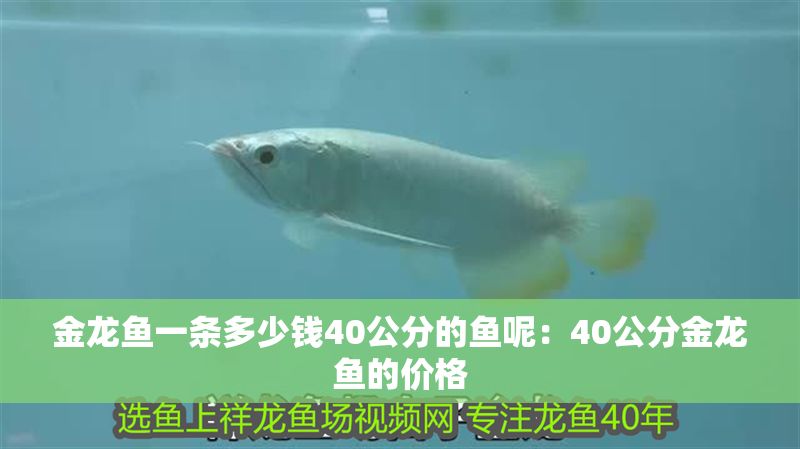 金龍魚一條多少錢40公分的魚呢：40公分金龍魚的價格