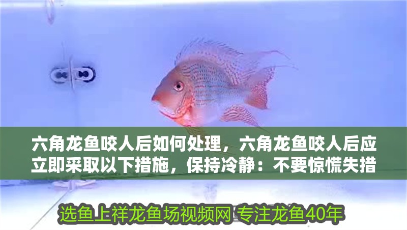 魚缸造景先放沙還是先放水(魚缸造景先鋪沙還是先放石頭) 六角龍魚咬人后如何處理,六角龍魚咬人后應立即采取以下措施,保持冷靜:不要驚慌失措 龍魚百科 六角龍魚咬人后如何處理,六角龍魚咬人后應立即采取以下措施,保持冷靜:不要驚慌失措 六角龍魚咬人后如何處理,六角龍魚咬人后應立即采取以下措施,保持冷靜:不要驚慌失措 龍魚百科