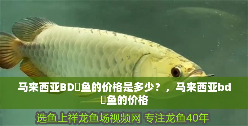 馬來西亞BD魟魚的價格是多少？，馬來西亞bd魟魚的價格