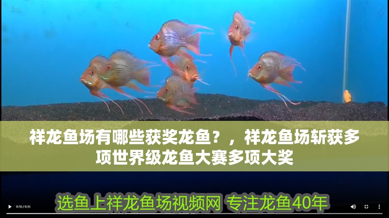 祥龍魚場有哪些獲獎龍魚？，祥龍魚場斬獲多項世界級龍魚大賽多項大獎