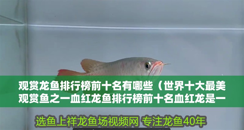 觀賞龍魚排行榜前十名有哪些（世界十大最美觀賞魚之一血紅龍魚排行榜前十名血紅龍是一種龍魚）