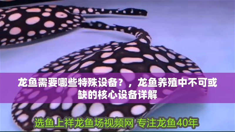 龍魚需要哪些特殊設備？，龍魚養殖中不可或缺的核心設備詳解 龍魚需要哪些特殊設備？，龍魚養殖中不可或缺的核心設備詳解 龍魚百科