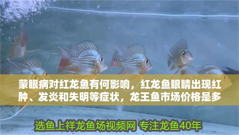 蒙眼病對紅龍魚有何影響，紅龍魚眼睛出現紅腫、發炎和失明等癥狀，龍王魚市場價格是多少