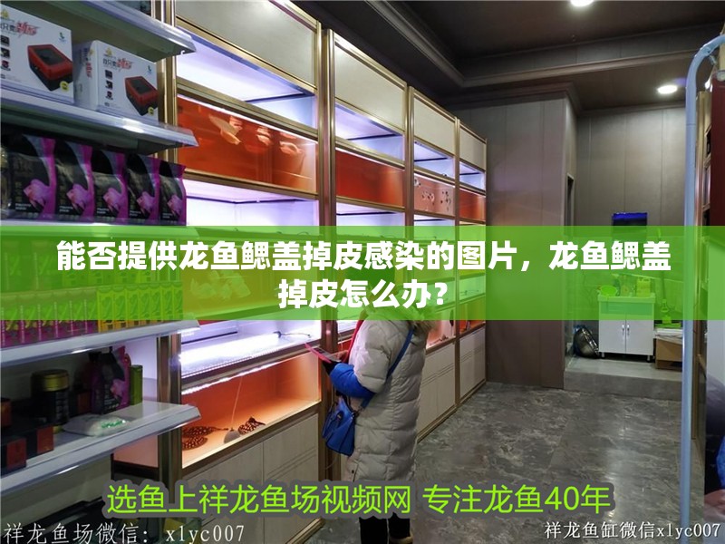 能否提供龍魚鰓蓋掉皮感染的圖片，龍魚鰓蓋掉皮怎么辦？