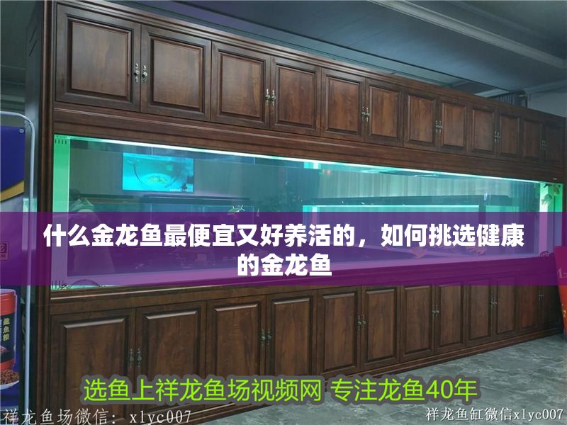 什么金龍魚最便宜又好養活的，如何挑選健康的金龍魚