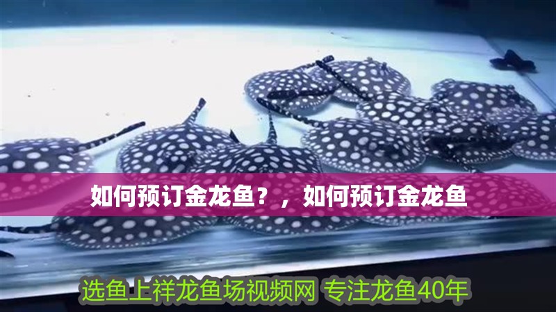 如何預訂金龍魚？，如何預訂金龍魚 如何預訂金龍魚？，如何預訂金龍魚 龍魚百科