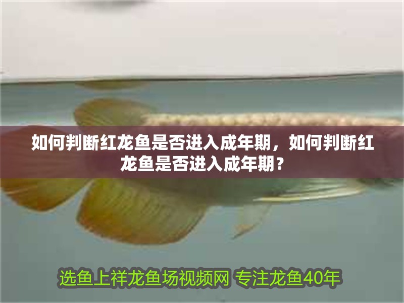 如何判斷紅龍魚是否進入成年期，如何判斷紅龍魚是否進入成年期？