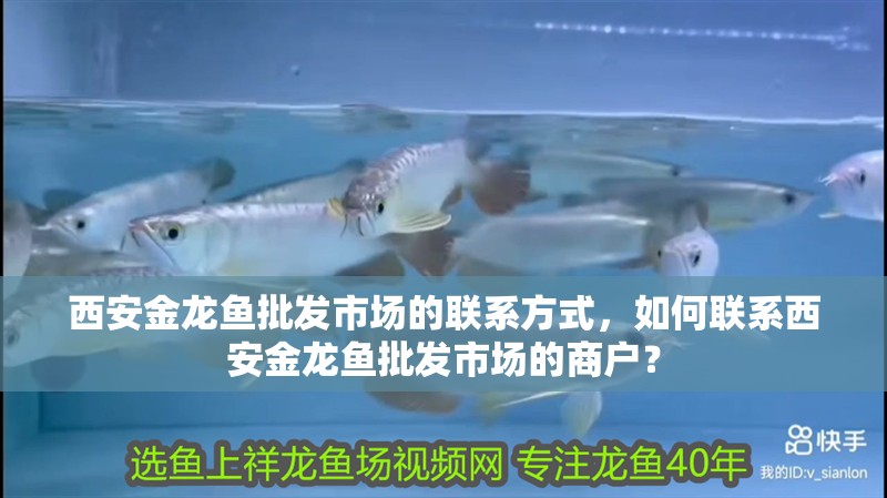 西安金龍魚批發市場的聯系方式，如何聯系西安金龍魚批發市場的商戶？