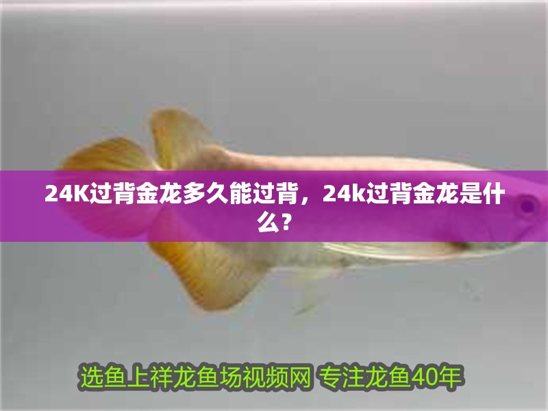 24K過背金龍多久能過背，24k過背金龍是什么？ 24K過背金龍多久能過背，24k過背金龍是什么？ 龍魚百科