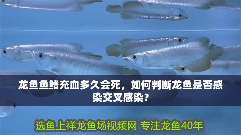 給大魚缸換水的作文:體驗給大魚缸換水的樂趣:體驗給大魚缸換水:給大魚缸換水的作文 龍魚魚鰭充血多久會死,如何判斷龍魚是否感染交叉感染? 龍魚百科 龍魚魚鰭充血多久會死,如何判斷龍魚是否感染交叉感染? 龍魚魚鰭充血多久會死,如何判斷龍魚是否感染交叉感染? 龍魚百科
