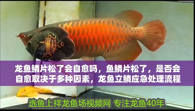 龍魚鱗片松了會自愈嗎，魚鱗片松了，是否會自愈取決于多種因素，龍魚立鱗應急處理流程圖
