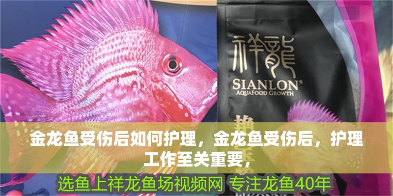 金龍魚受傷后如何護(hù)理，金龍魚受傷后，護(hù)理工作至關(guān)重要，