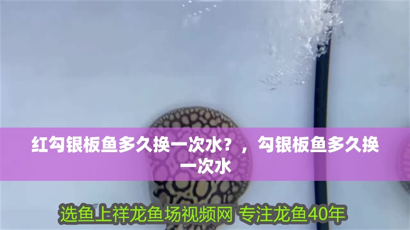 紅勾銀板魚多久換一次水？，勾銀板魚多久換一次水 紅勾銀板魚多久換一次水？，勾銀板魚多久換一次水 龍魚百科