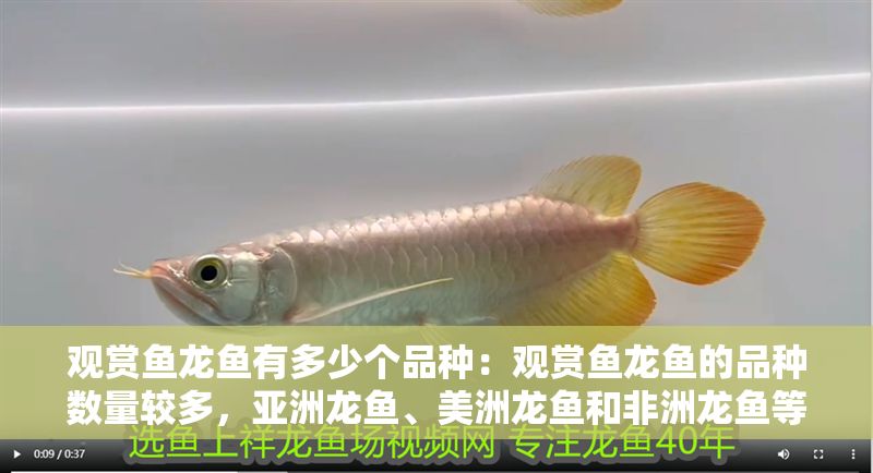 觀賞魚龍魚有多少個品種：觀賞魚龍魚的品種數量較多，亞洲龍魚、美洲龍魚和非洲龍魚等