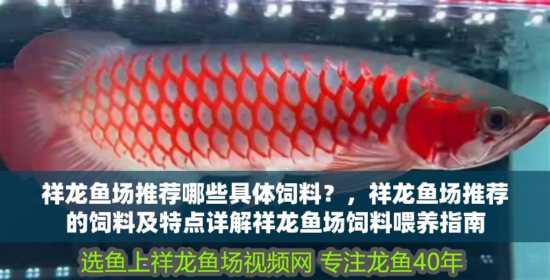 祥龍魚場推薦哪些具體飼料？，祥龍魚場推薦的飼料及特點詳解祥龍魚場飼料喂養指南