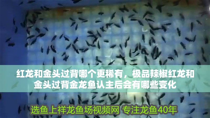 銀龍魚適合多大的魚缸養(養銀龍魚用多大的魚缸) 紅龍和金頭過背哪個更稀有,極品辣椒紅龍和金頭過背金龍魚認主后會有哪些變化 龍魚百科 紅龍和金頭過背哪個更稀有,極品辣椒紅龍和金頭過背金龍魚認主后會有哪些變化 紅龍和金頭過背哪個更稀有,極品辣椒紅龍和金頭過背金龍魚認主后會有哪些變化 龍魚百科