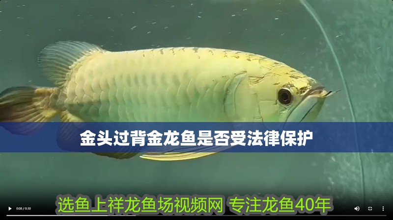 金頭過背金龍魚是否受法律保護 金頭過背金龍魚是否受法律保護 龍魚百科