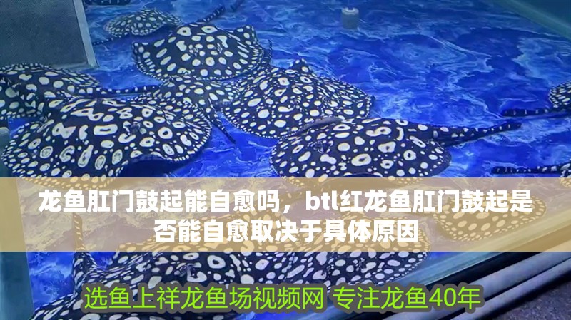 龍魚肛門鼓起能自愈嗎，btl紅龍魚肛門鼓起是否能自愈取決于具體原因 龍魚肛門鼓起能自愈嗎，btl紅龍魚肛門鼓起是否能自愈取決于具體原因 龍魚百科