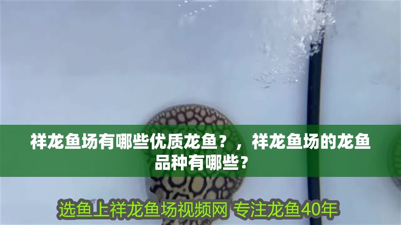 祥龍魚場有哪些優(yōu)質(zhì)龍魚？，祥龍魚場的龍魚品種有哪些？