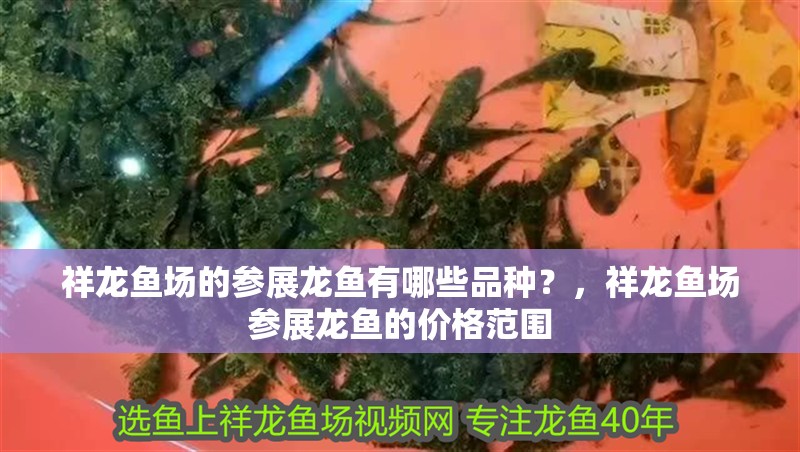 祥龍魚(yú)場(chǎng)的參展龍魚(yú)有哪些品種？，祥龍魚(yú)場(chǎng)參展龍魚(yú)的價(jià)格范圍