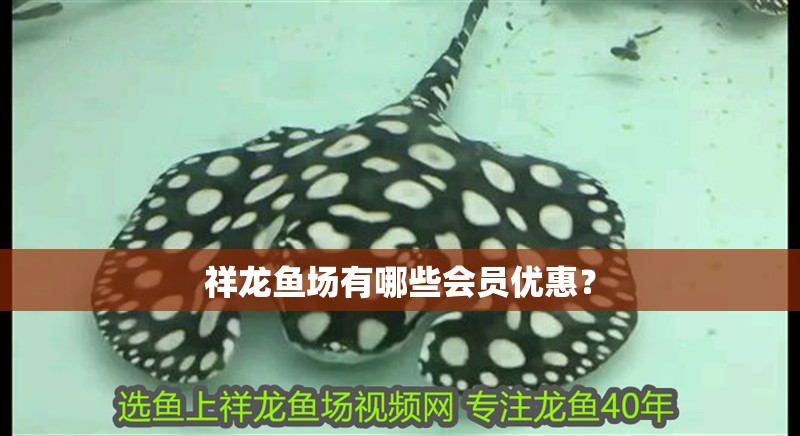 祥龍魚場有哪些會員優惠？ 祥龍魚場有哪些會員優惠？ 龍魚百科