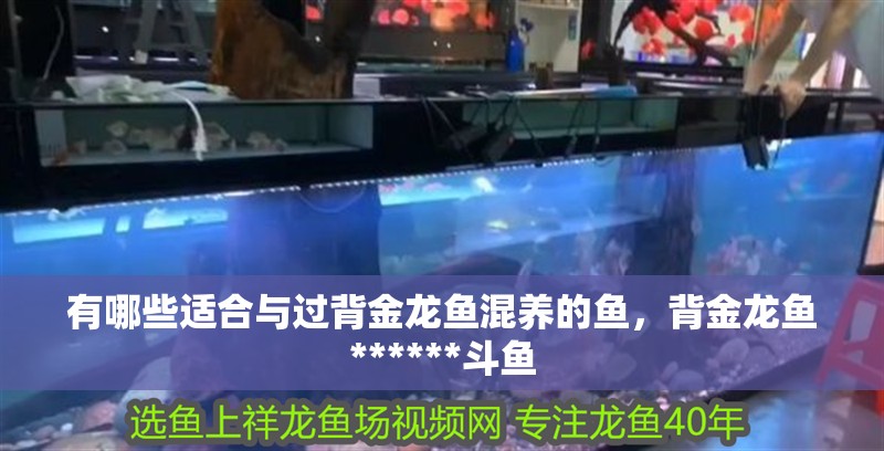 有哪些適合與過背金龍魚混養的魚，背金龍魚******斗魚