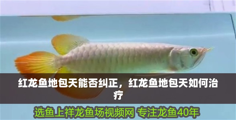 紅龍魚地包天能否糾正，紅龍魚地包天如何治療