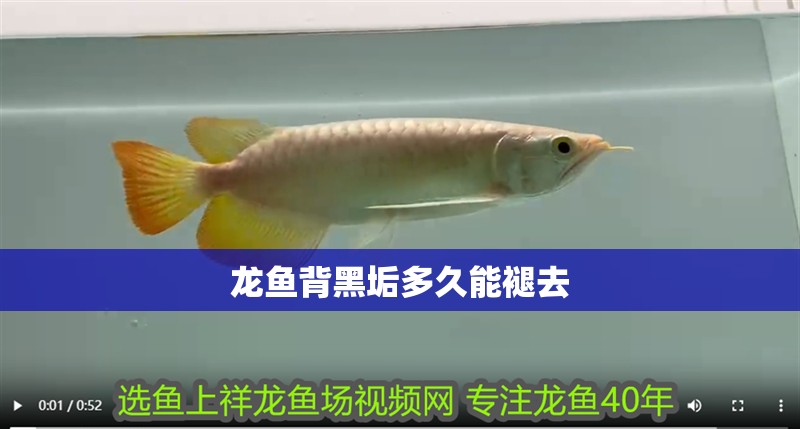 魚缸造景先放沙還是先放水(魚缸造景先鋪沙還是先放石頭) 龍魚背黑垢多久能褪去 龍魚百科 龍魚背黑垢多久能褪去 龍魚背黑垢多久能褪去 龍魚百科