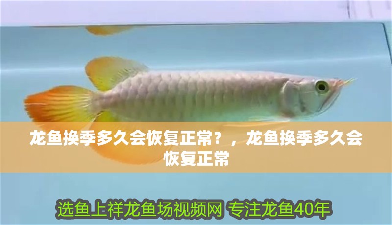 詳細(xì)閱讀:龍魚換季多久會(huì)恢復(fù)正常?,龍魚換季多久會(huì)恢復(fù)正常 龍魚換季多久會(huì)恢復(fù)正常?,龍魚換季多久會(huì)恢復(fù)正常