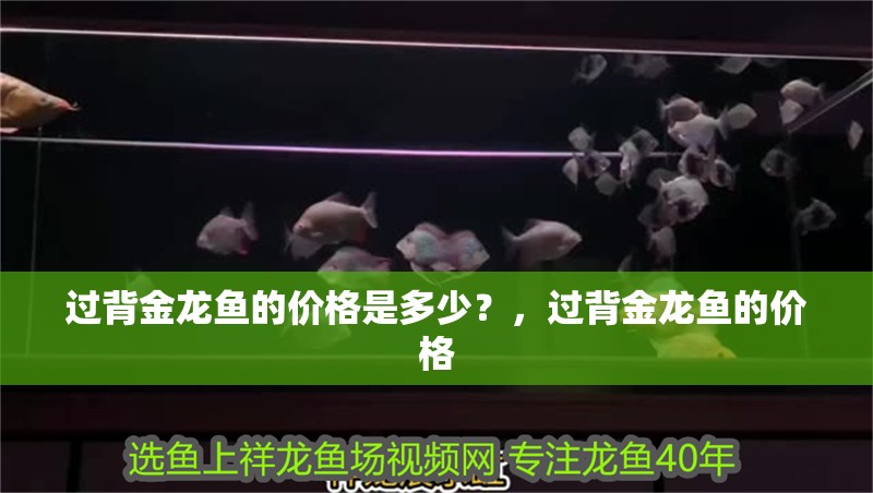 過背金龍魚的價(jià)格是多少？，過背金龍魚的價(jià)格 過背金龍魚的價(jià)格是多少？，過背金龍魚的價(jià)格 龍魚百科